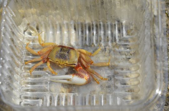 Un crabe vendu à l'unité