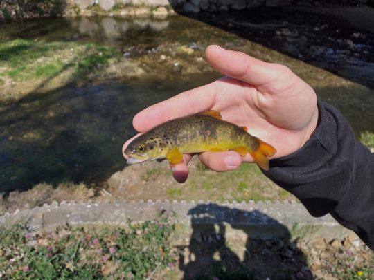 Prendre du poisson pour progresser