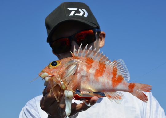 Les poissons de grands fonds comme le sébaste