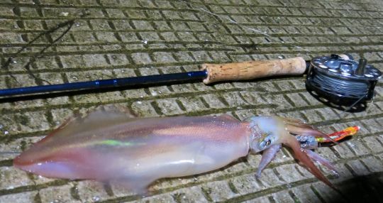Un joli calamar pris à la mouche sur une mouche-tube de l'auteur