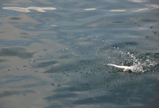 L'orphie, un bon vif pour pêcher le tassergal