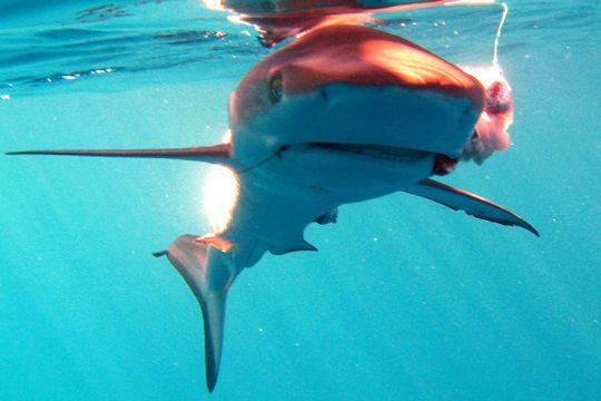 Le requin à pointes noires se pêche bien avec du poisson gras