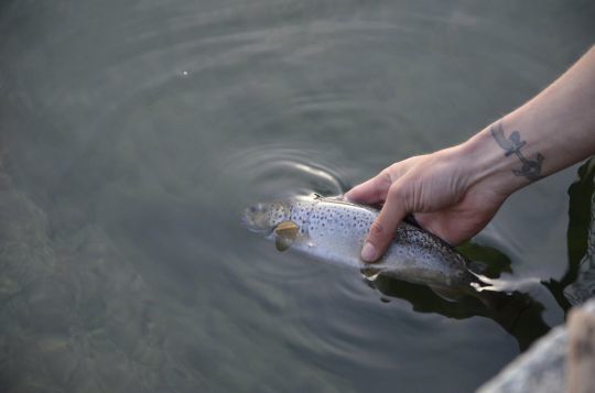 Remettre le poisson à l'eau dans les meilleurs conditions