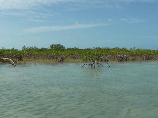 Les bonefish viennent sur les flats ou comme ici les bordures de mangrove pour trouver leur nourriture