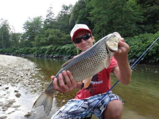 Le chevesne, poisson idéal pour débuter aux leurres