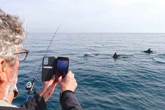 Des dauphins viennent chasser des sardines autour du bateau
