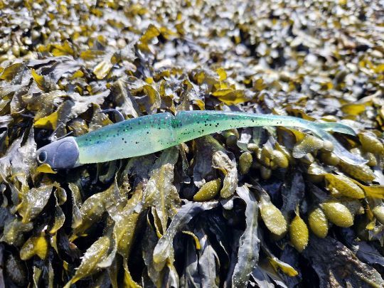 Le Junkie Jerk de Daiwa nage à la manière d'un swimbait en ondulant sur toute sa longueur.