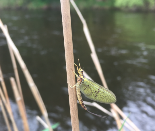 Les mouches de mai sont attendues par les poissons mais aussi par les pêcheurs!