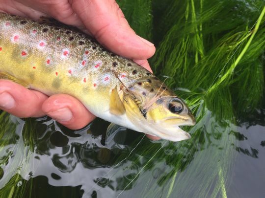 Les imitations flottants bas sur l'eau sont souvent préférables