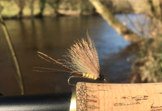 Emergente de mouche de mai utilisé par l'auteur