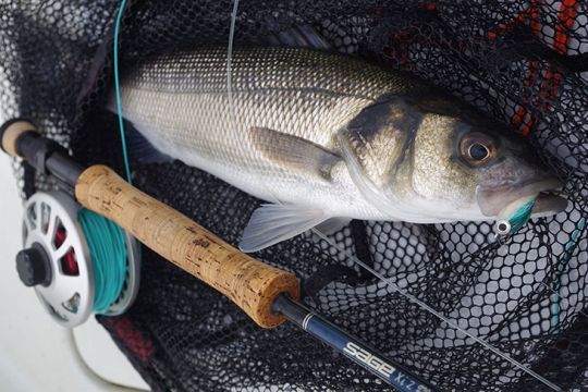 Romain est piqué par le virus de la pêche à la mouche en mer