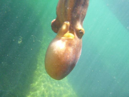 Relâcher les poulpes 