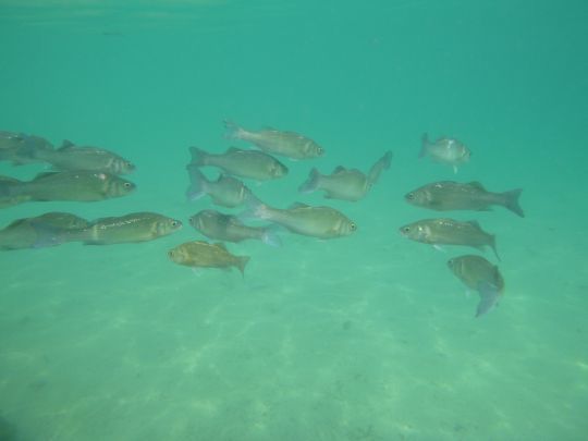 Les stocks de poissons continuent à décliner