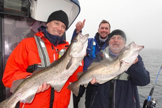 De gros lieus jaunes dès les premières pêche en Normandie