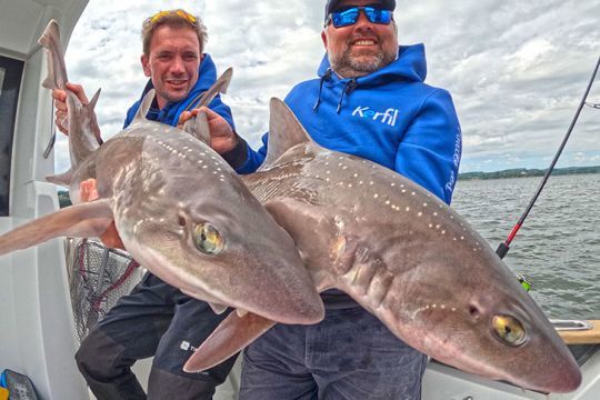 Les émissoles tachetées arrivent à Dieppe