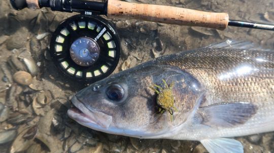 Les crabes sont indispensables pour pêcher les jolis bars en estuaire