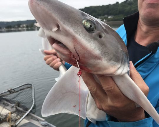 Pêcher de nombreuses espèces à l'aide de madaï