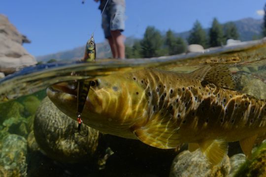 Le stream ripper d'illex est un lipless minnow très efficace sur les salmonidés