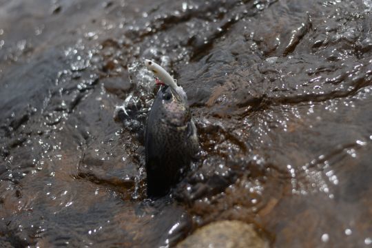 Les truites arc-en-ciel sont aussi réceptives au lipless minnow