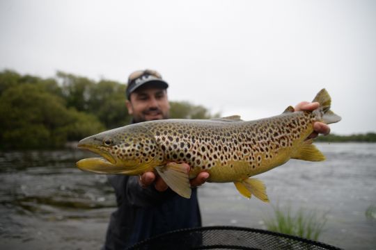 Une très grosse truite irlandaise capturée au lipless minnow (Stream Ripper 70 d'Illex) 