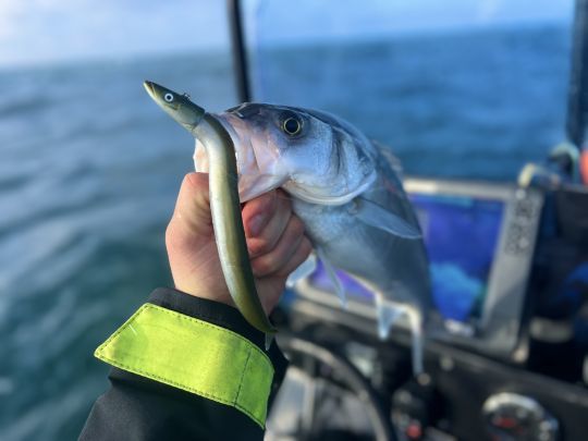 Un bar qui n'aura pas résisté au Crazy Sand Eel 180