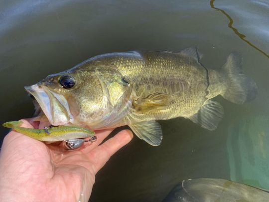 La prise des premiers poissons s'est fait un peu attendre.