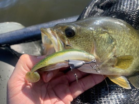 Un shad de 4'' est toujours efficace sur le black-bass.