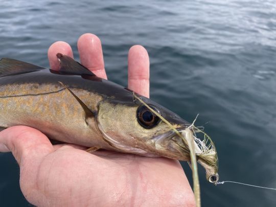 Un petit lieu qui prendra mon deceiver monté sur une soie plongeante