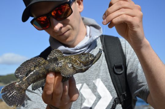 Masta gobie ou gobie à grosse tête en rockfishing