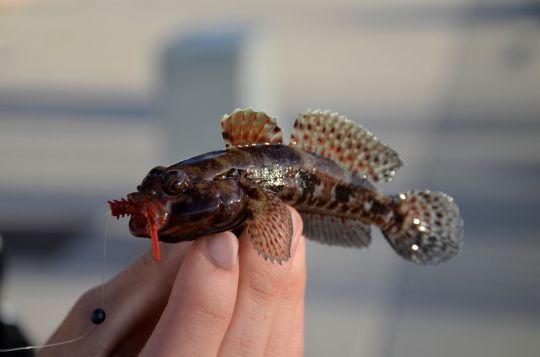 L'étrange gobie à bouche rouge de Méditerranée