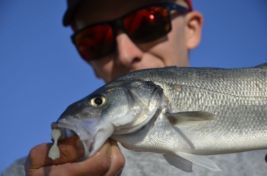 Loup pêché au leurre en été