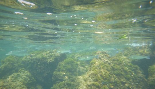 Pêcher le loup dans les eaux claires en plein été