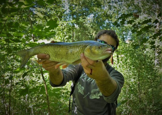 Un mini poisson nageur en guise d'imitation d'insecte est redoutable 