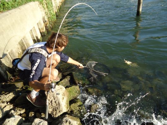 l'épuisette quasiment indispensable lorsqu'on pêche le chevaine