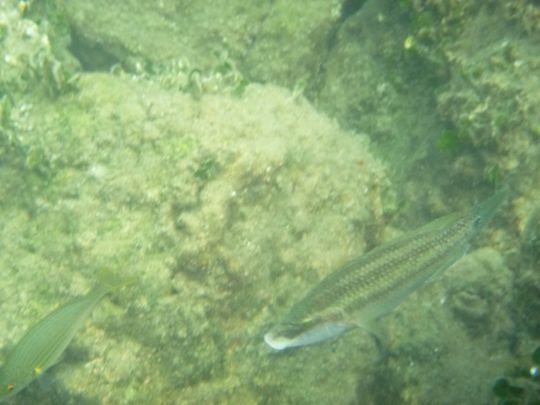 Pêcher les différents poissons de roche comme les labridés