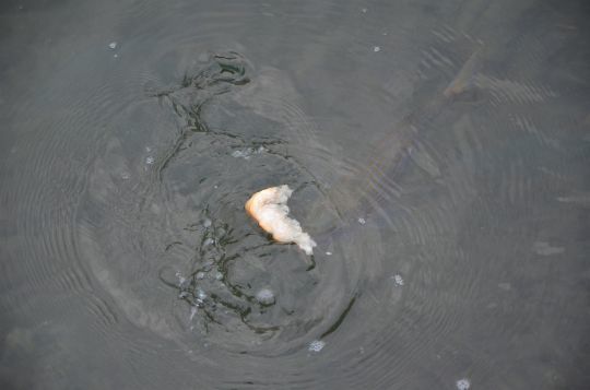 Pêcher la saupe au pain en été