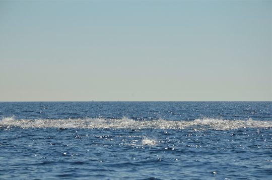 Chasse de poissons pélagiques