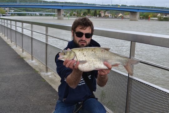 L'ide mélanote est un poisson massif