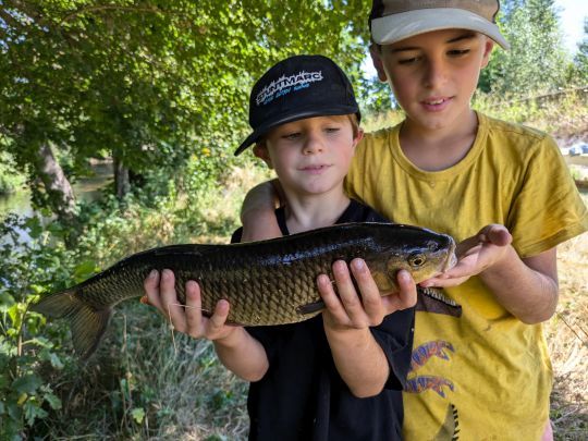 un gros chevaine "quelconque" de plus de 50cm à la Illex Woodlouse