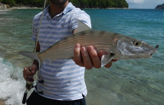 Le bonefish est un poisson extrêmement combatif