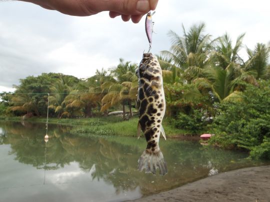 un étrange poisson globe