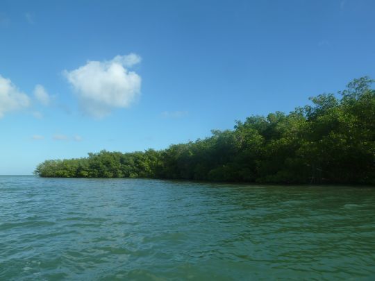 Les mangroves regorgent de poissons