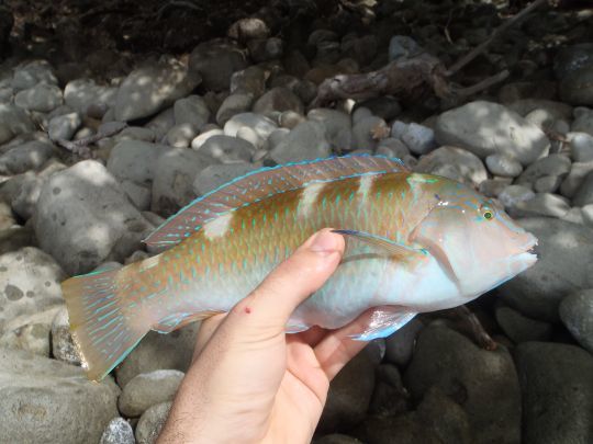 Une sorte de poisson perroquet coloré