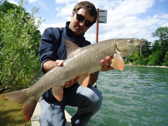 un beau barbeau à lame Illex Knokin'jaw