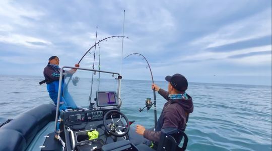 Avec 2 poissons qui se déplacent dans 2 directions différentes, il n'est pas simple d'éviter que les lignes se croisent.