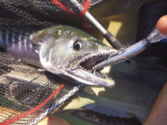 Pêcher la bonite en traîne