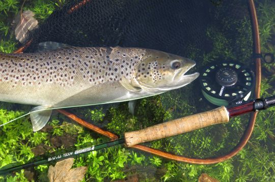 La truite de mer est une truite fario ayant effectué un ou plusieurs cycle en mer. Elles se ressemblent beaucoup surtout lorsqu'elles ont plusieurs semaines ou mois de rivière