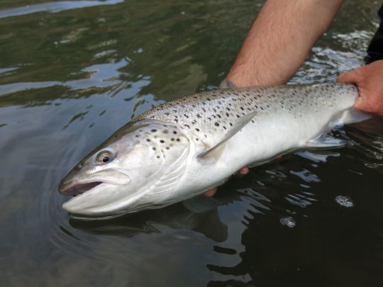 Les truites de mer deviennent tout argentée lors de leur phase marine