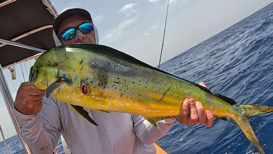 Pêcher la dorade coryphène au leurre