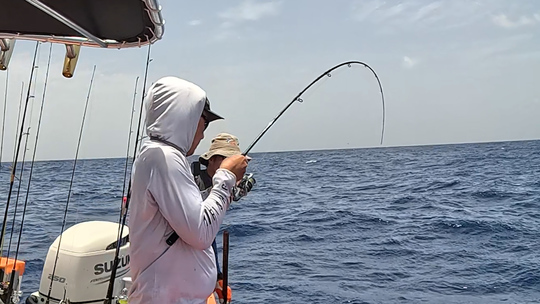 Le matériel pour pêcher la dorade coryphène